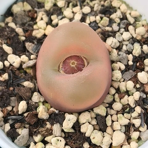 多肉肉锥 水蜜桃