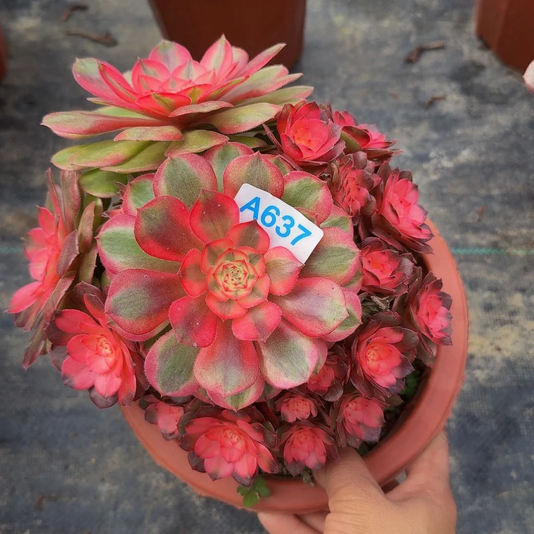 全部花朵637荔枝带缀丛林冠服17左右小颗的