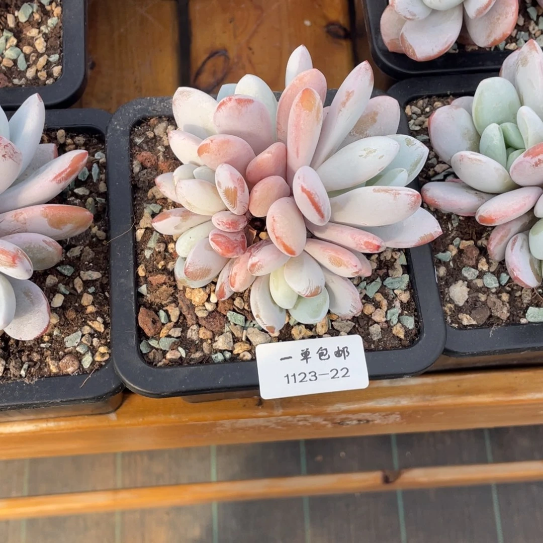 ****孩1123-22喜马拉雅。。。。。。。