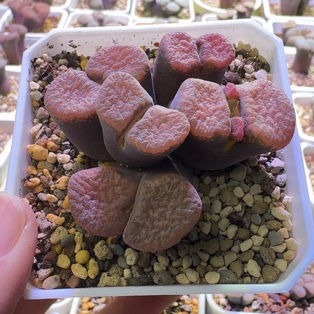 86号5头蛋糕风铃一物一拍