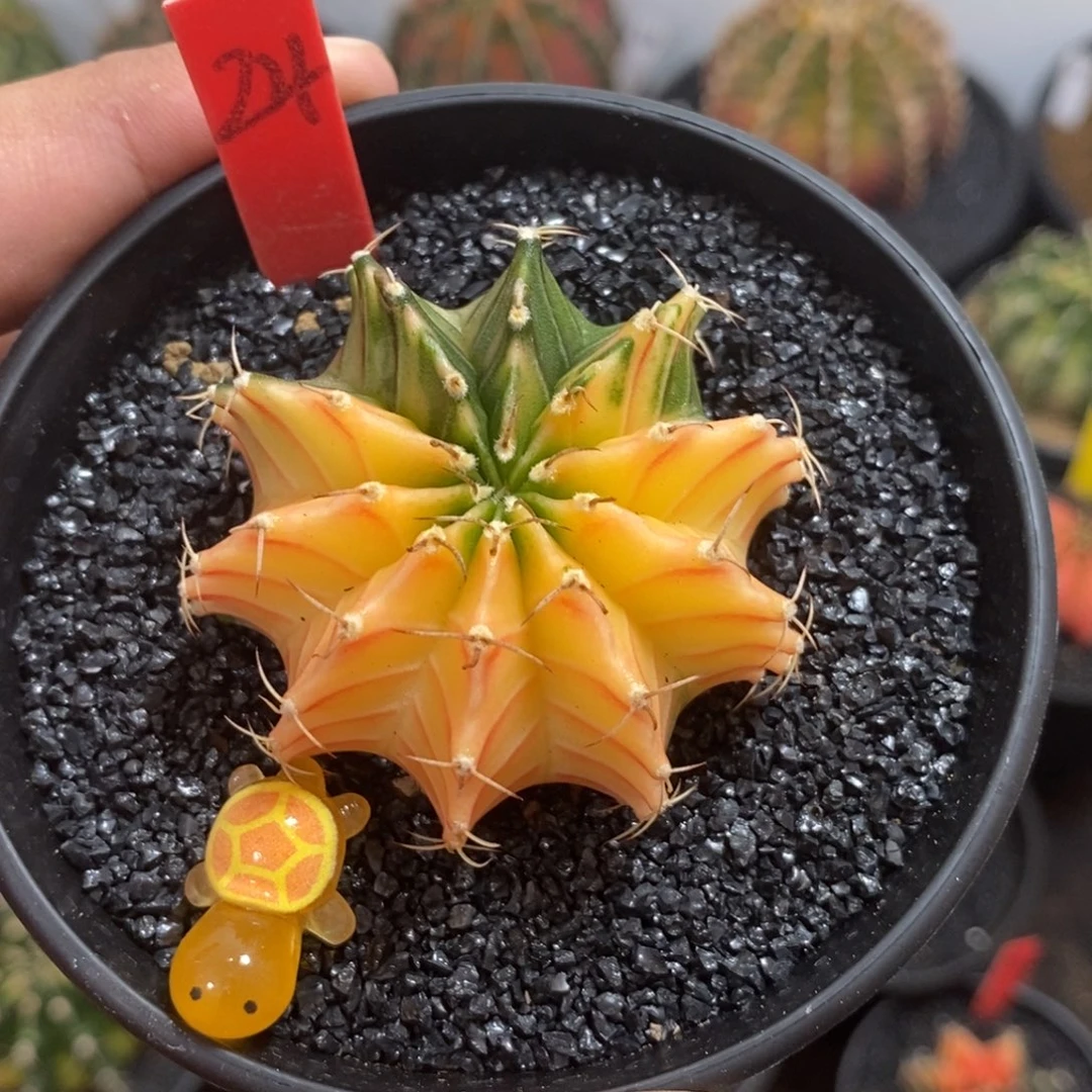 泰系肋骨锦—带盆土发货31