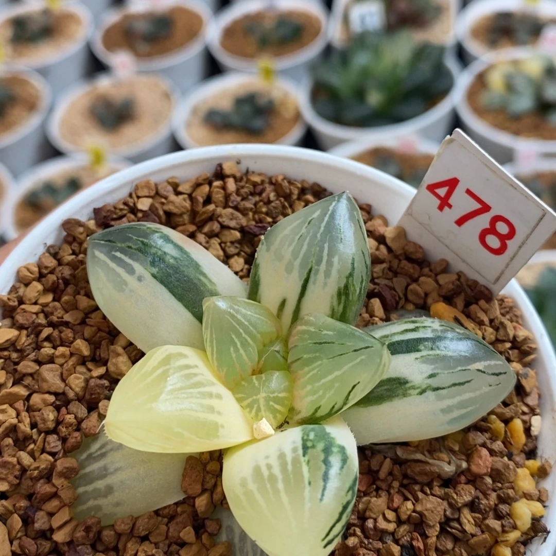 478玉潭寿锦十二卷