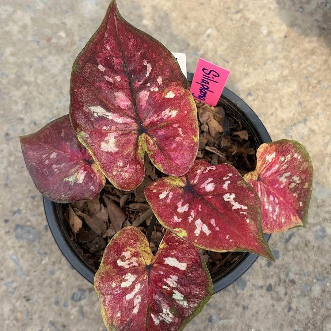 359-0117Silapang彩叶芋泰国发货