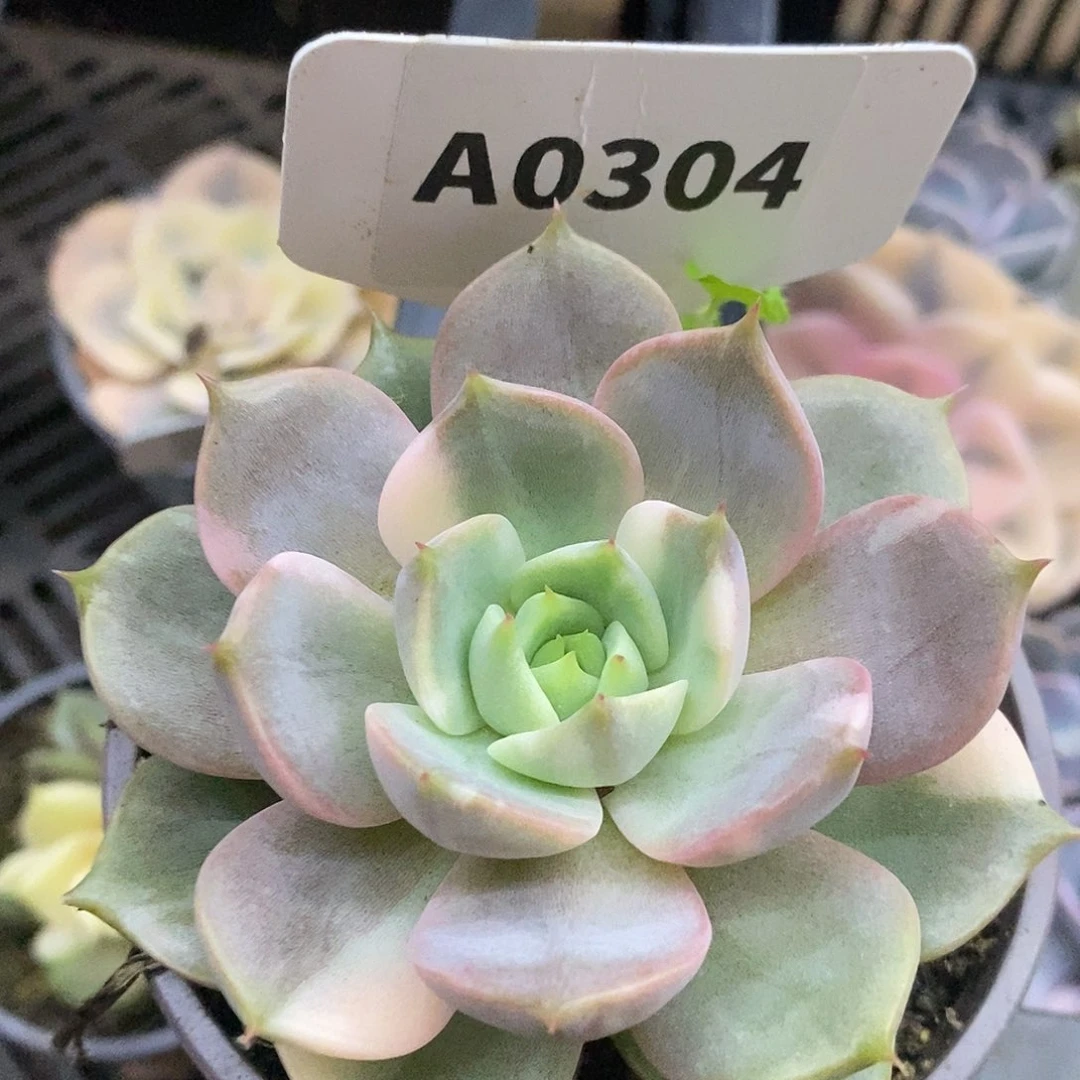 304贝加尔湖哈哈哈哈哈