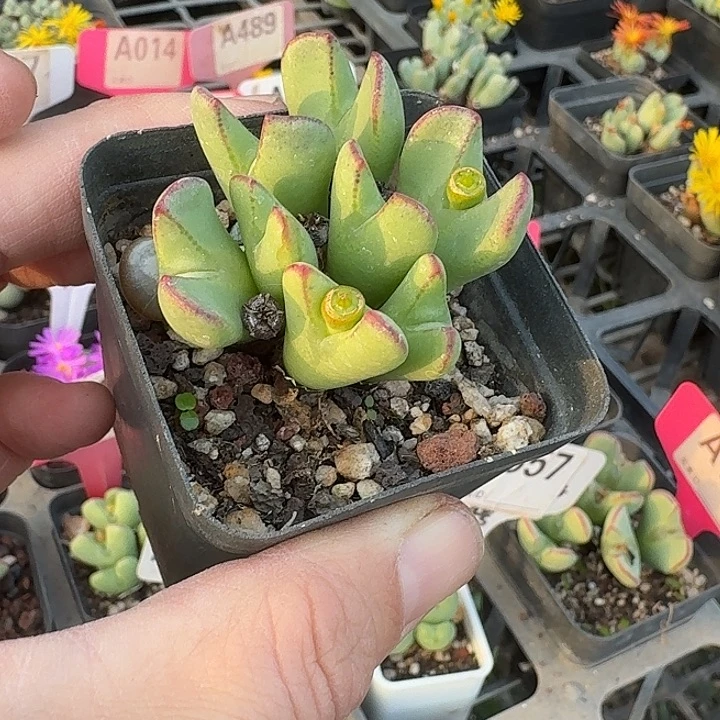 密密麻麻密密麻麻163