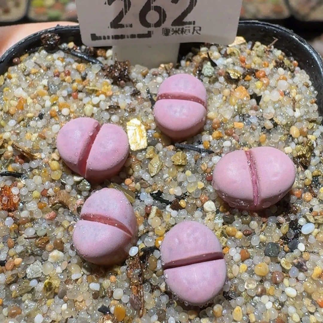 Ssss精品生石花262