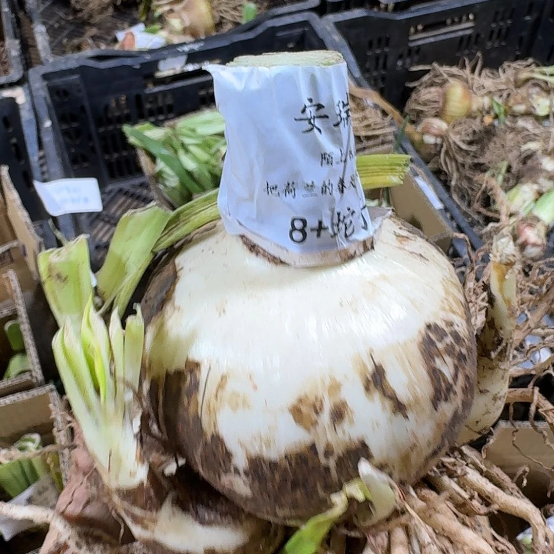 安瑞雅8+坨坨开花球