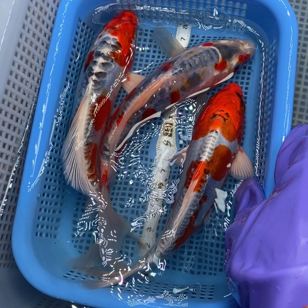 锦鲤冷水锦鲤包邮