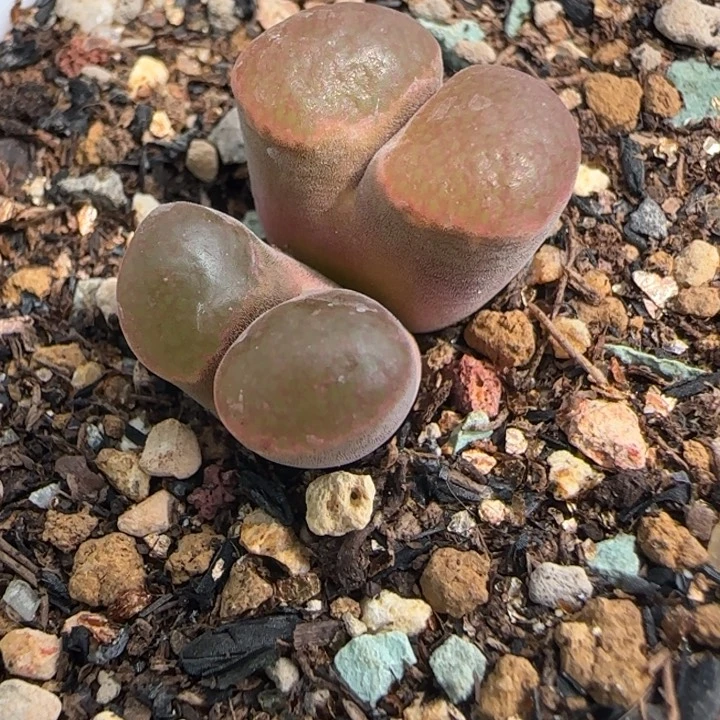 多肉植物一颗链接40