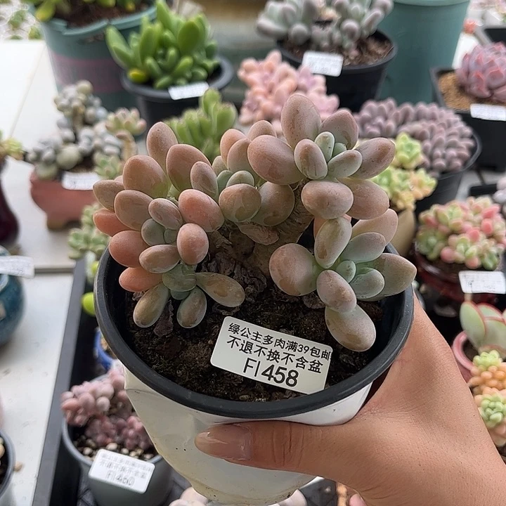 浅****完全开放458-洛神 11cm