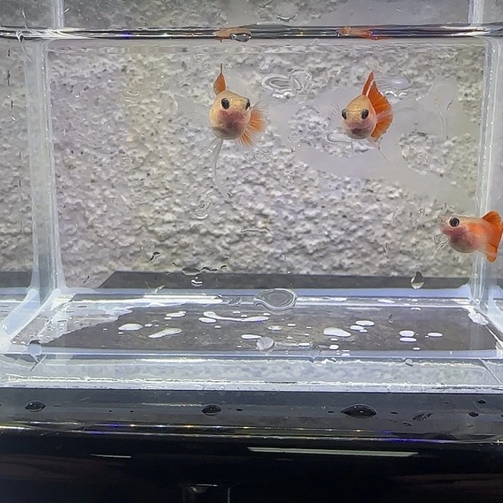 黑玛丽鱼血红玻璃猫。78号