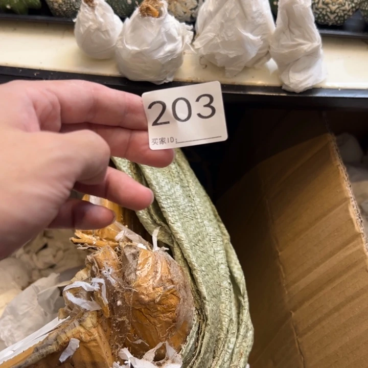 政***式兜星球仙人球203号球