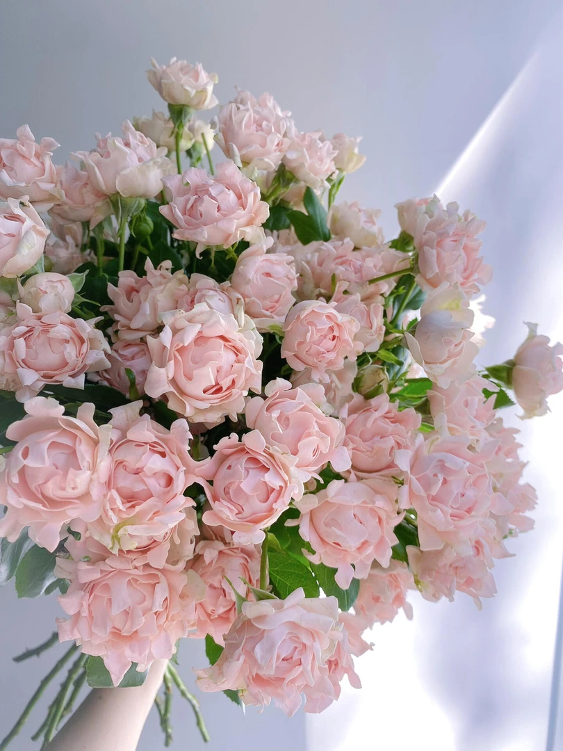 【苏芬】多头玫瑰   鲜切花水养花期长鲜切花礼物家养