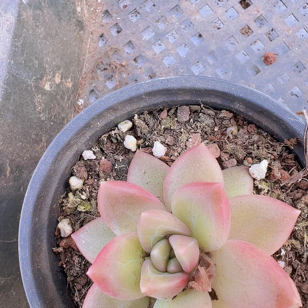 大迷雾泡泡19包邮多肉