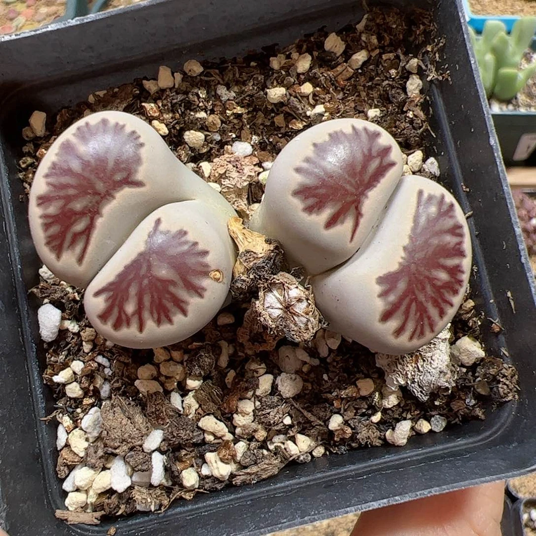 【闪购商品】209 线菊