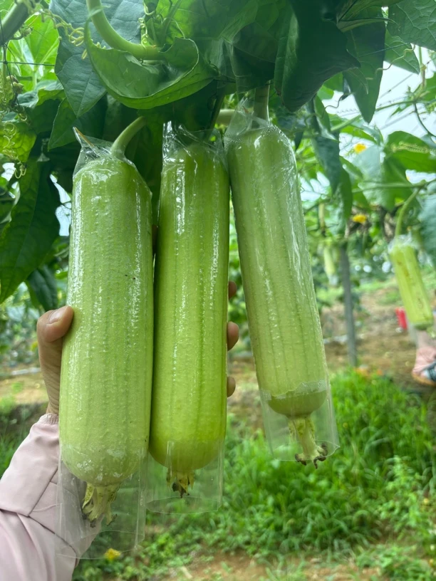 【顺丰包邮】湘西高山白玉丝瓜