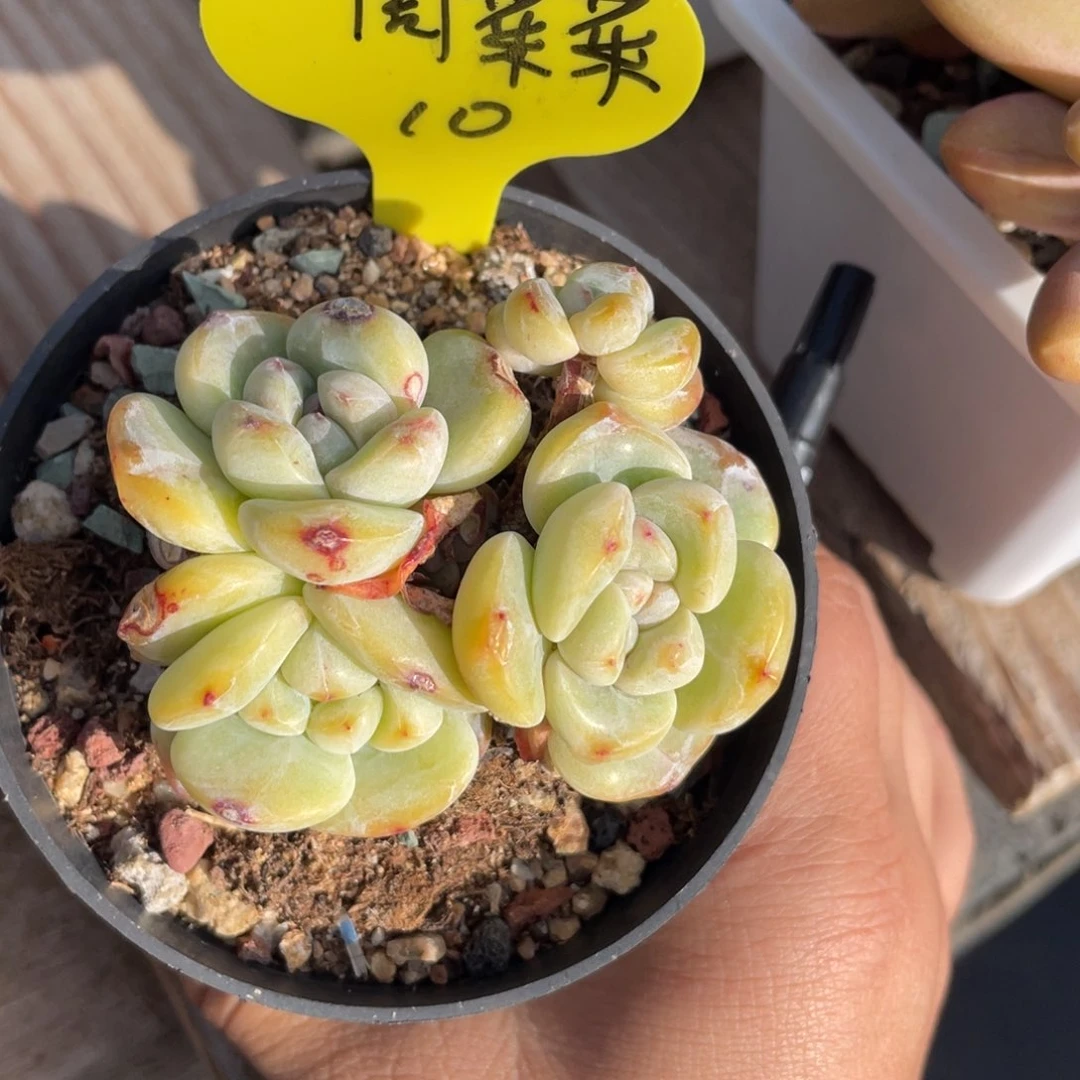 周*菜冰玉一个群生10