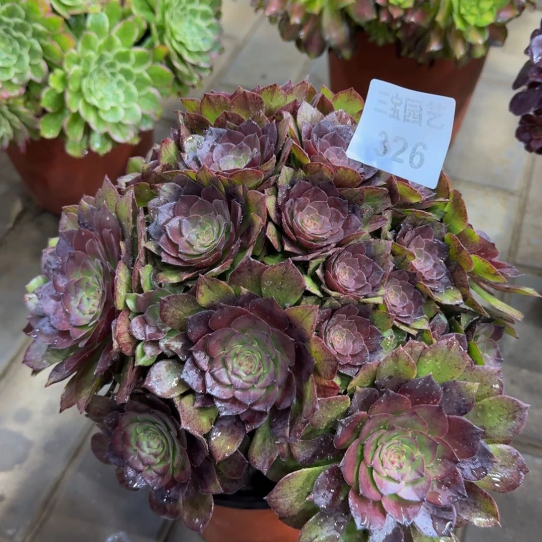 多肉植物326桃花石