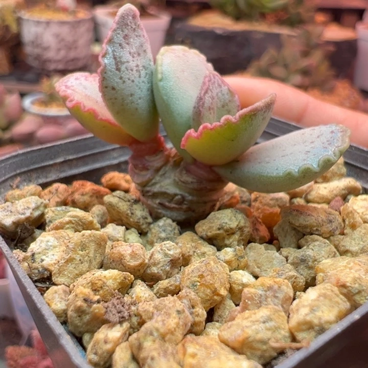 一物一拍，感谢支持