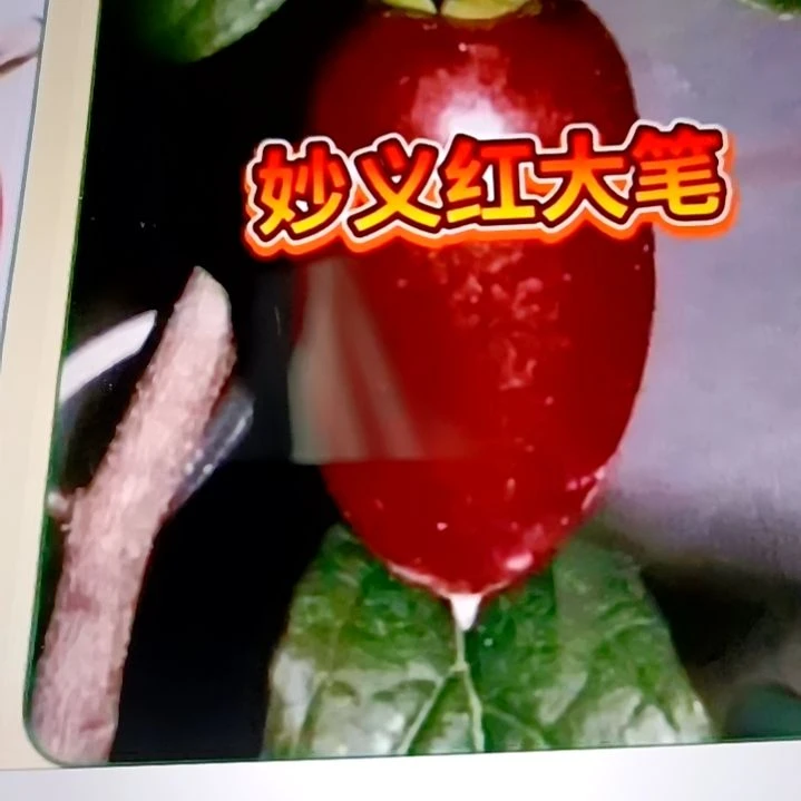 无花朵老鸦柿扦插红大笔