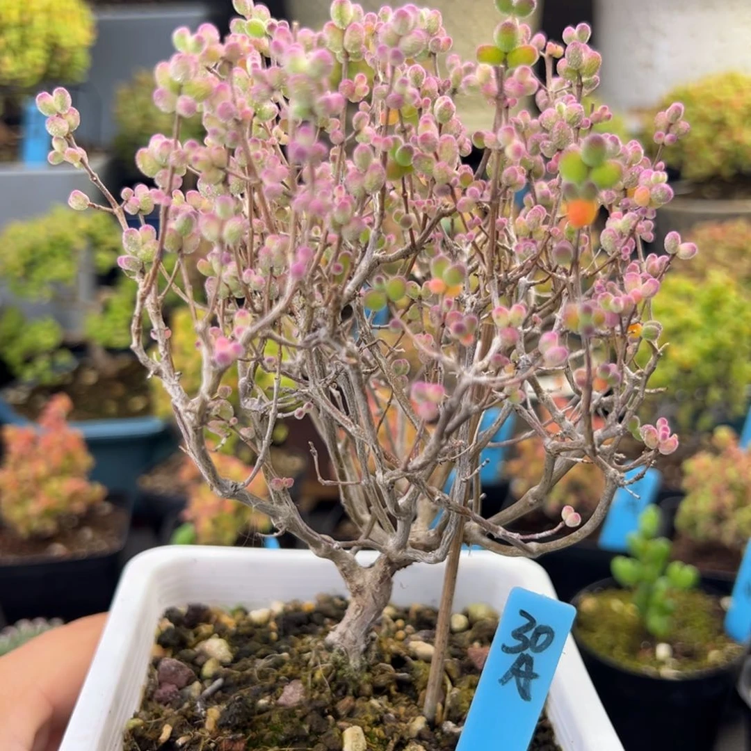 糖球白虎斑锦30号