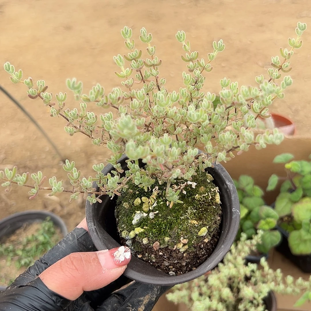 多肉植物冰晶枝干杂