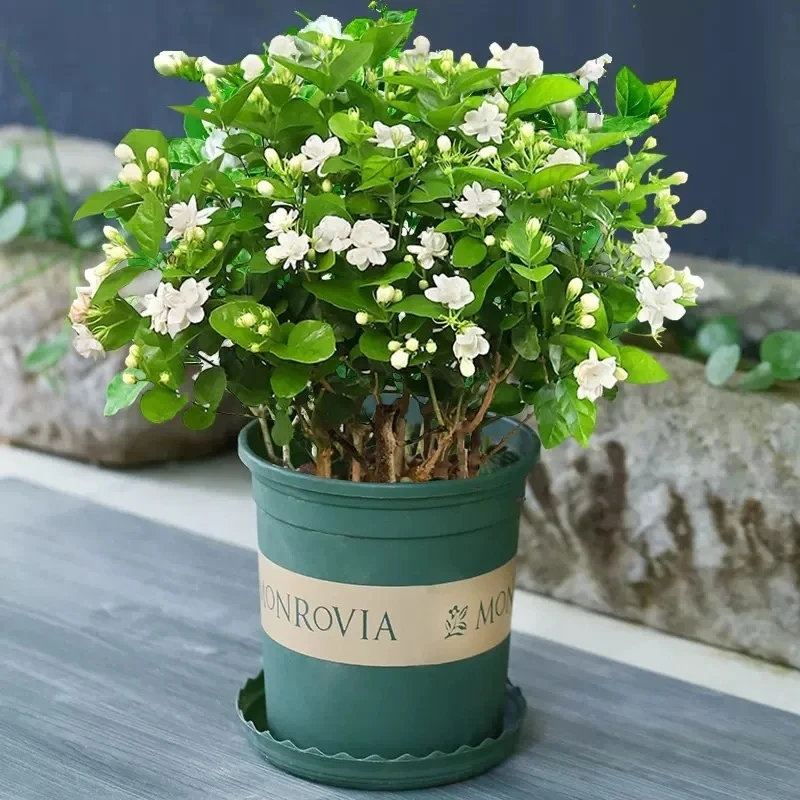 浓香型茉莉香水重瓣茉莉花盆栽四季开花室内外庭院绿植物好养活
