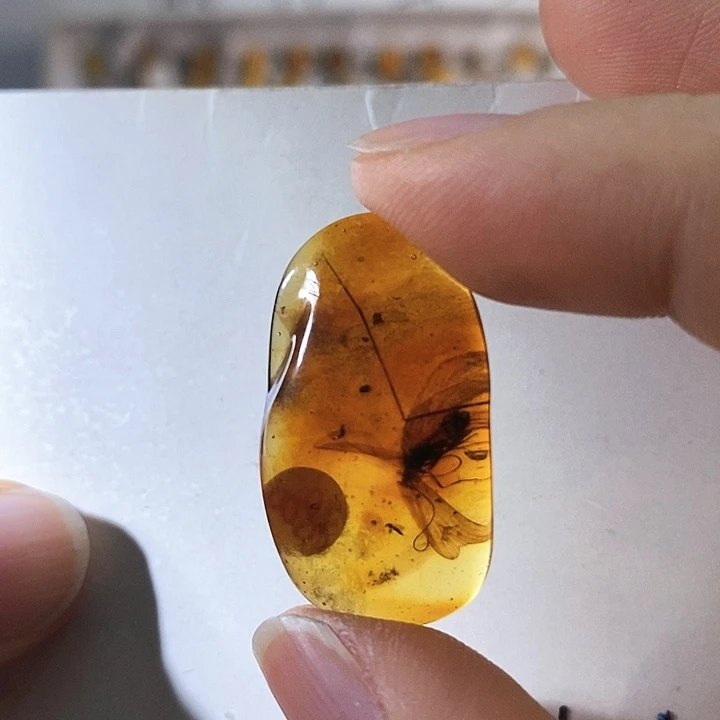 定制琥珀双翅目稀缺昆虫吊坠
