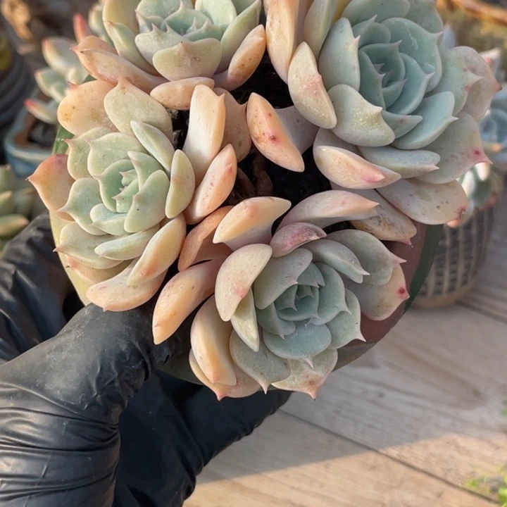 带盆发货露娜莲多肉