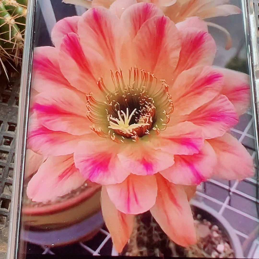 毛花柱漂亮宝贝侧芽 20 包邮