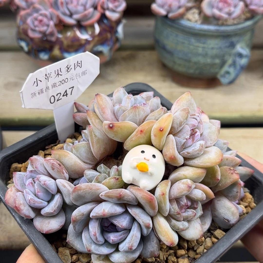 黄底紫心247/13cm10头