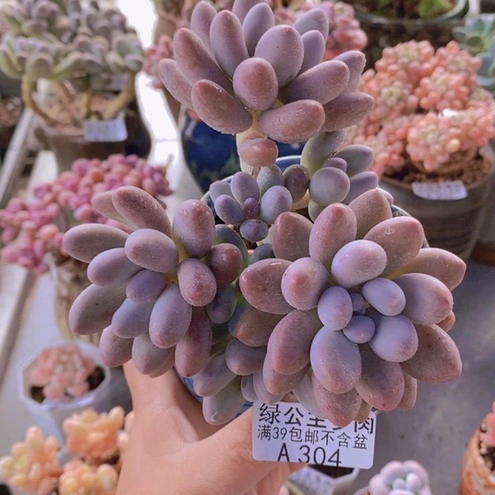 汤圆11cm304多肉植物