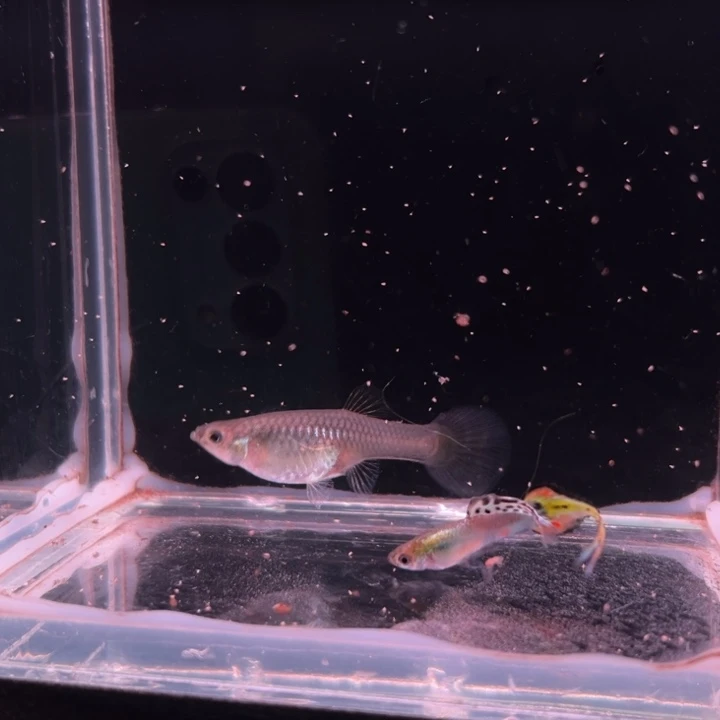 孔雀鱼特殊尾毛尾1对