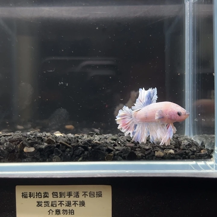 斗鱼一单包邮9日126