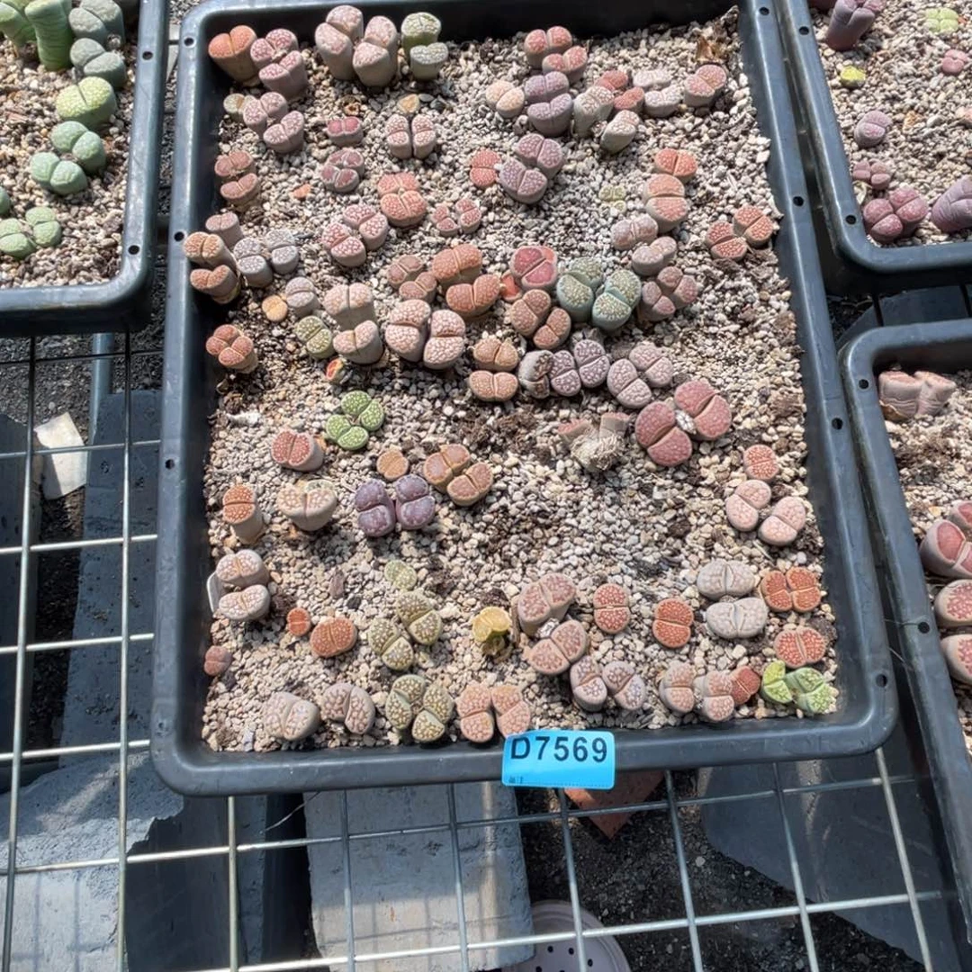 雯***啊7569筐福利不售后