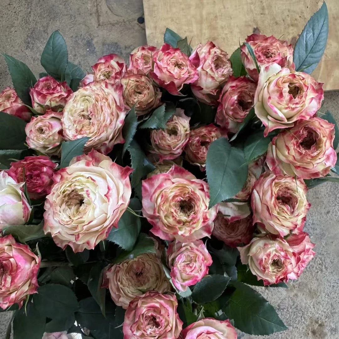 C级苹果杰克玫瑰云南基地现采发货