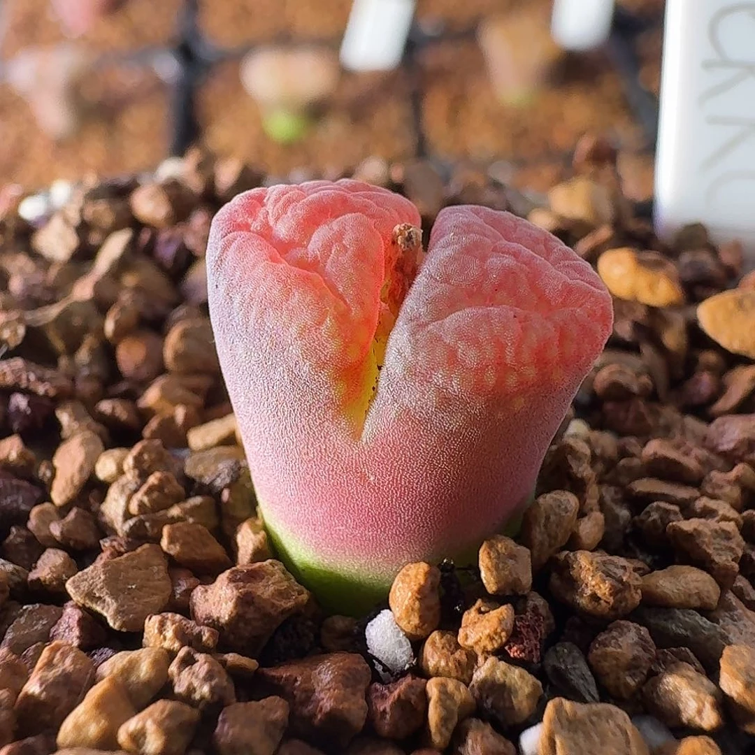 白花krc10风铃玉哈哈哈哈哈哈哈