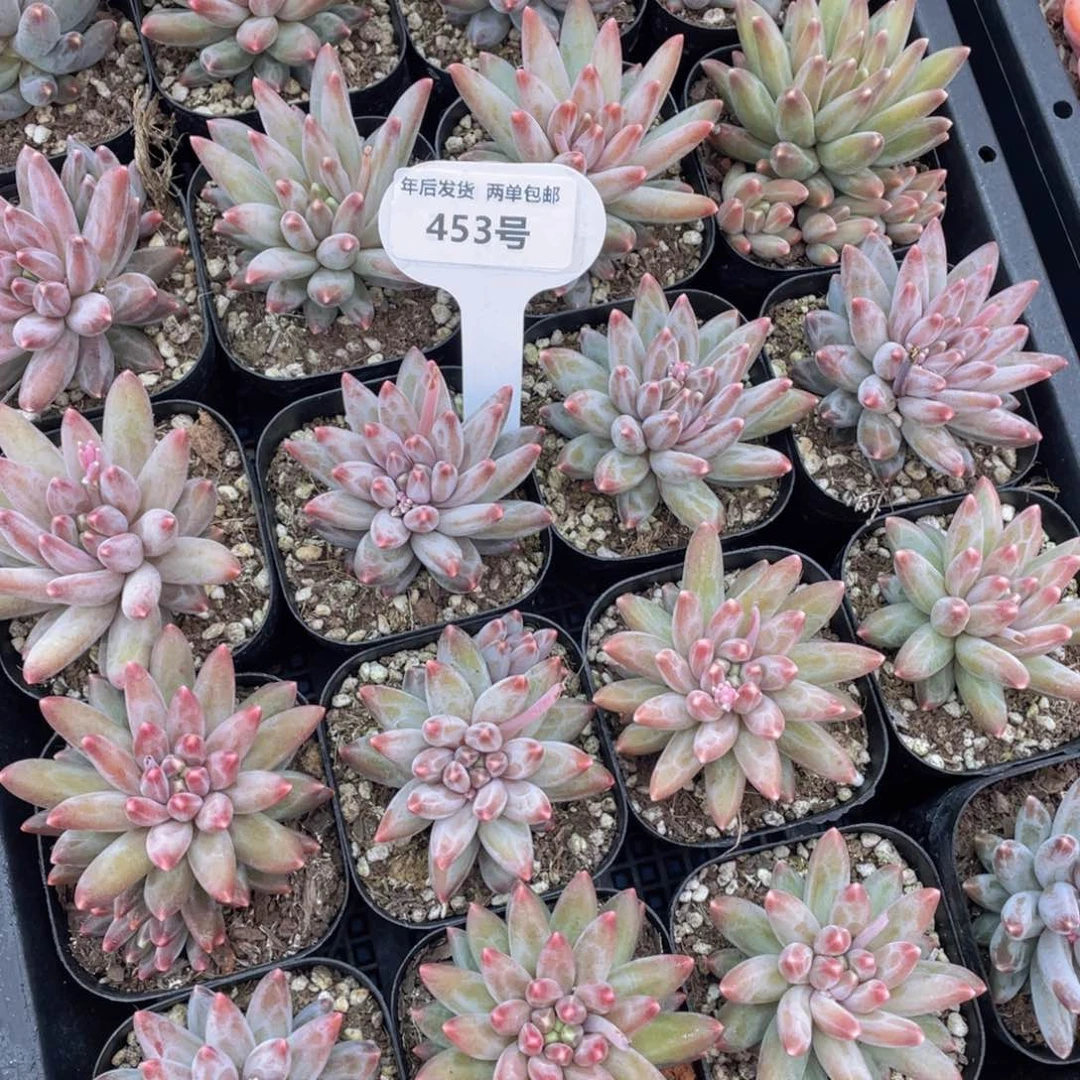 453号炫彩咖啡豆单头一个