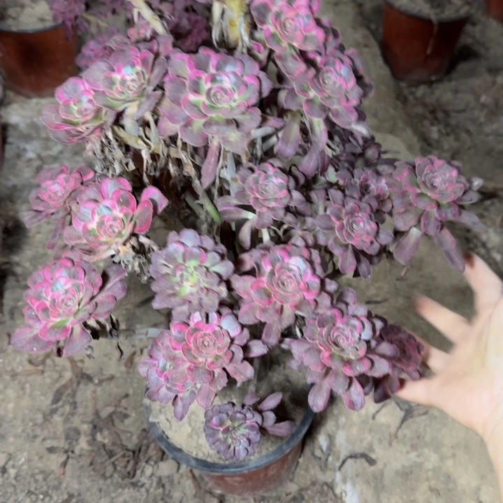 是***呀23078南丽娜多肉植物