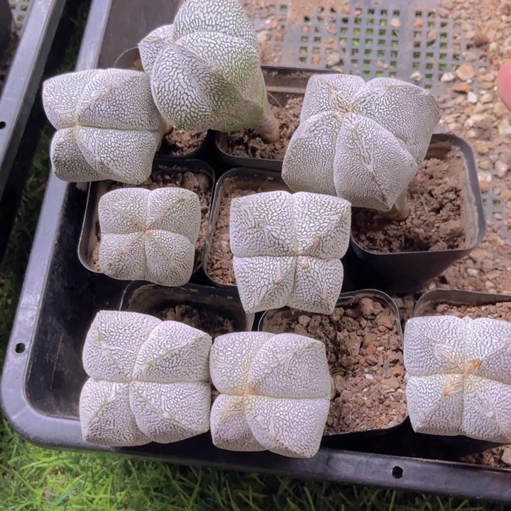实生恩种好养皮实好活