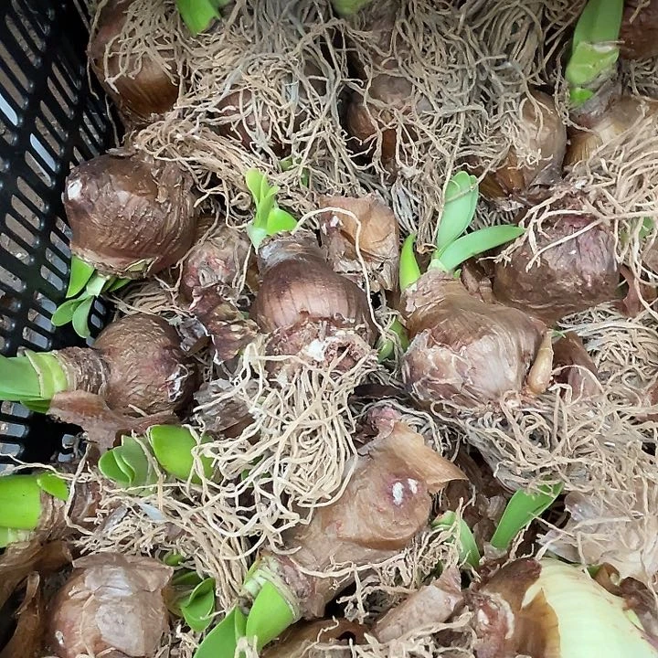 直播间阿玛尔菲丑球一个