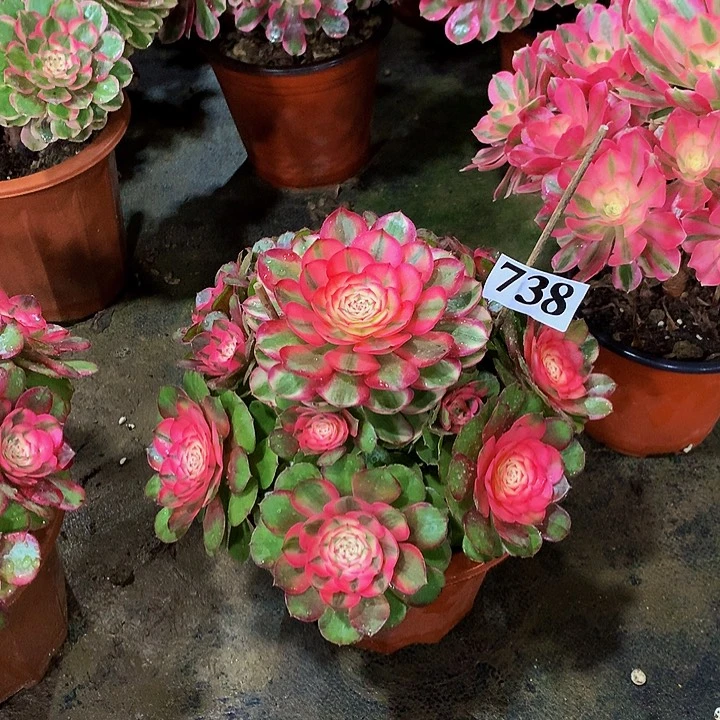 摆***忆多肉荔枝26公分73800