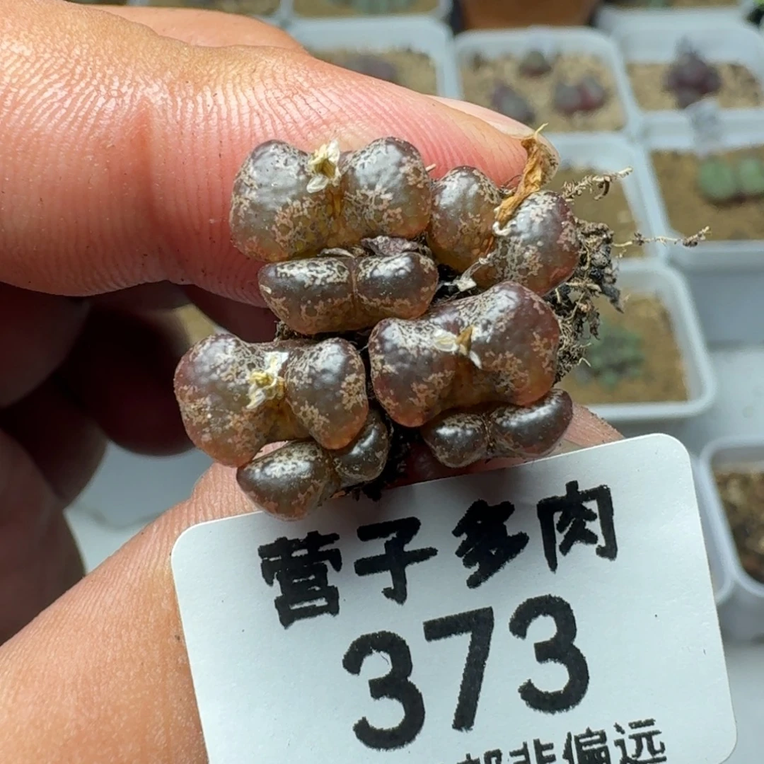 勋章