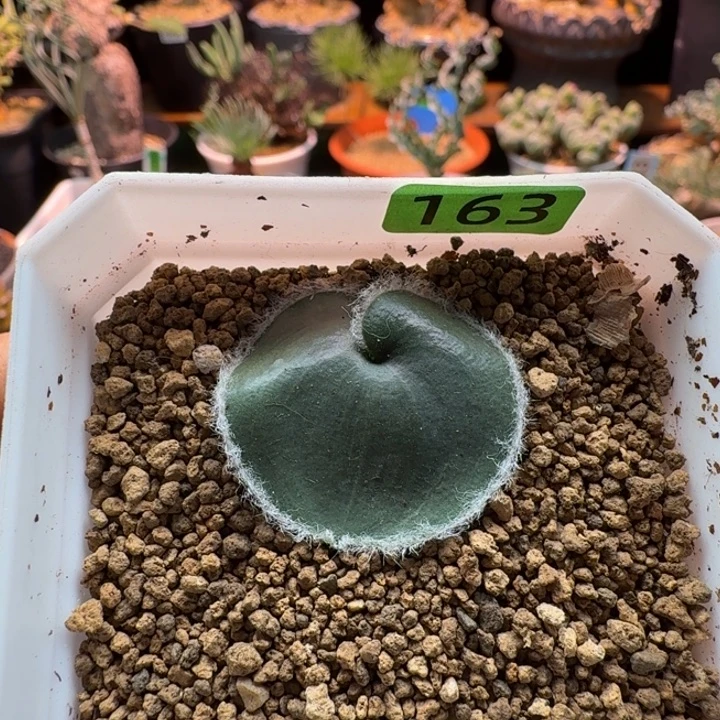 毛爱心163 仙人球