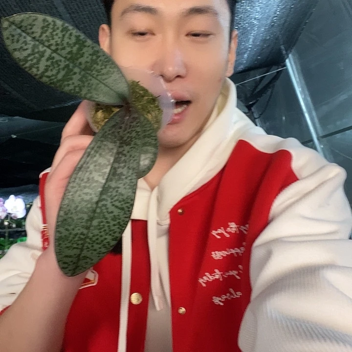 无花朵领带西蝴蝶兰