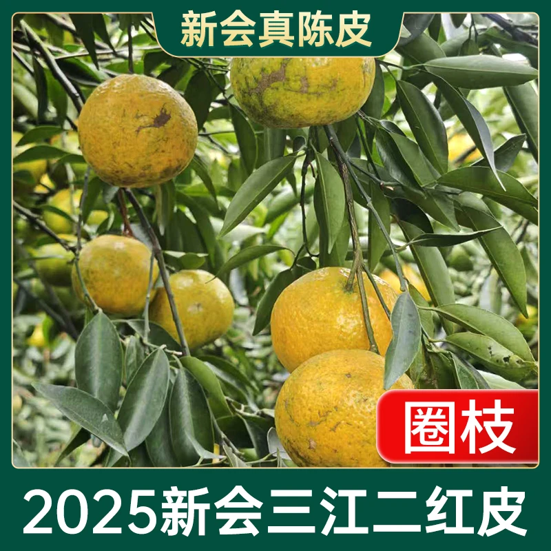 2025年新会【三江二红皮新皮】圈枝驳枝茶枝柑新鲜现摘开皮生晒陈皮