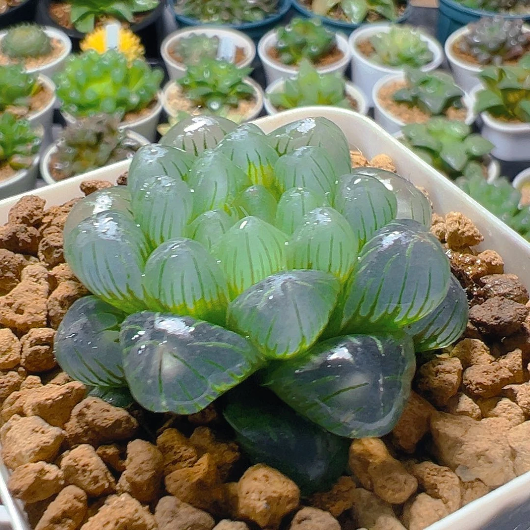 翠冰玉露多肉植物一颗