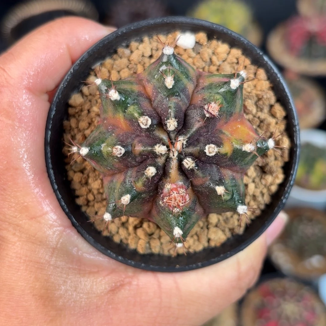 泰系米哈仙人球系列55