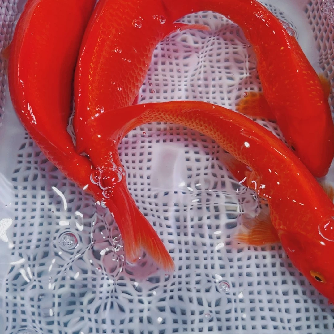 锦鲤锦鲤观赏鱼冷水