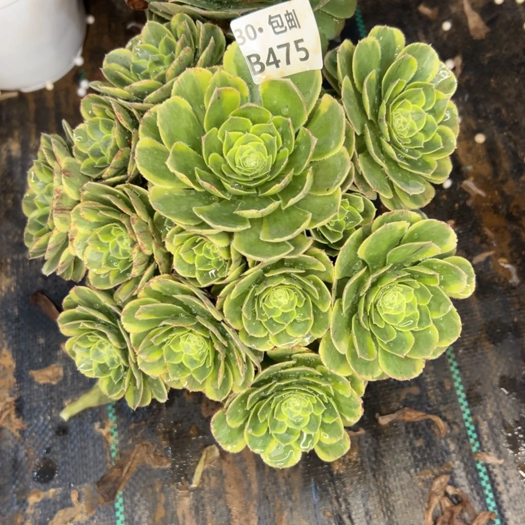 云*静475白玉盘多肉法师鲜花